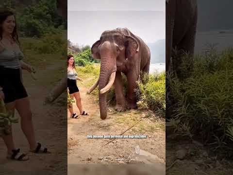 Elephant starts swinging #shorts