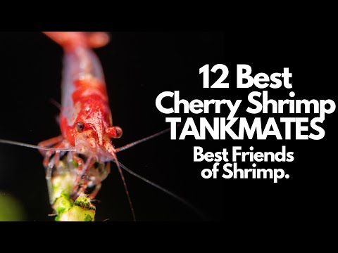 12 Best Cherry Shrimp Tank Mates (And Who To Avoid)