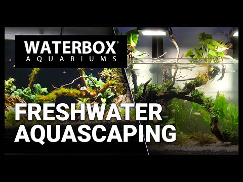 Looking back at some of our favorite freshwater aquascapes. Episode 170