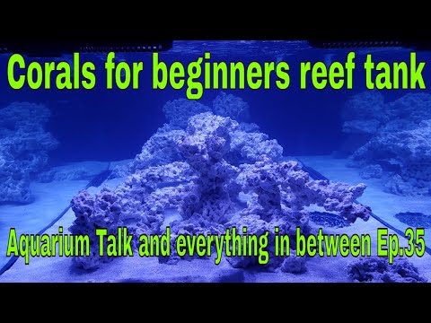 corals for beginners reef tank