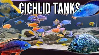 10 Incredible Cichlid Tank Setups (Peacocks & Hap Cichlids)