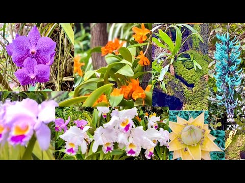 【咲くやこの花館】関西最大級温室・洋ラン・多肉・塊根植物・珍巨木Botanical garden＠ウラニワ2羽