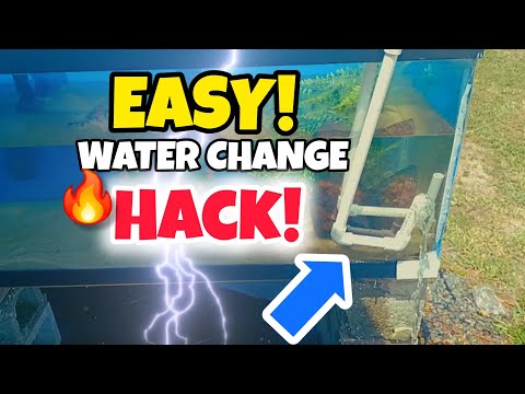 EASY Water Change HACK BUILD for ABOVE GROUND PONDS & AQUARIUMS, Monster Fish FEEDINGS + MORE! 🐟