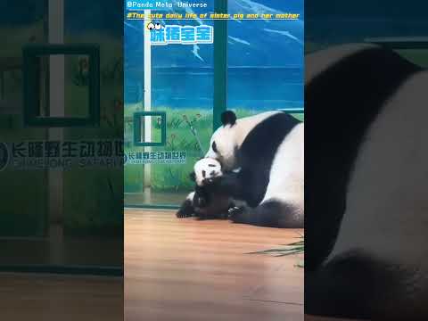 妹猪和妈妈萌萌的日常 The cute daily life of sister pig and her mother#panda #cute #funny #redpanda #giantpanda