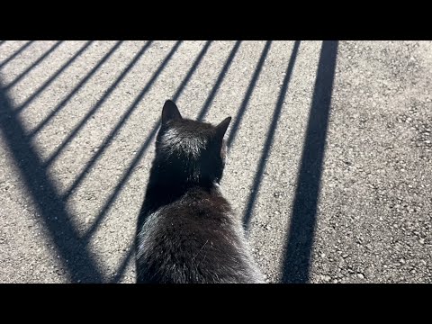 くろねこ　blackcat   2024年11月30日　8:00