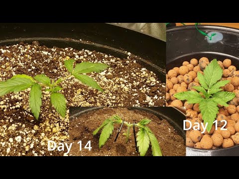 How I Grow! -S1E3- Topping, LST, and Veg Nutrients