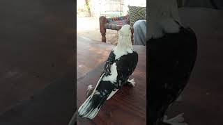 Satinette Pigeon// White and black satinette Pigeon