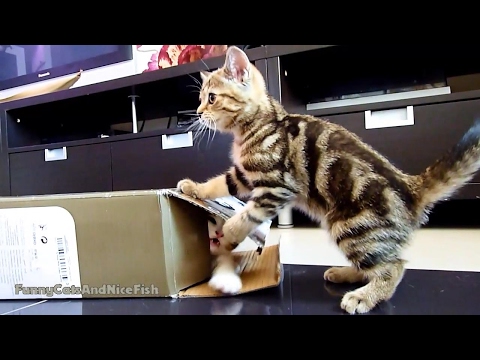 Cute Kittens playing hide and seek with box