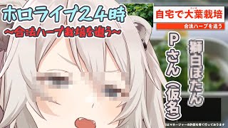 【ほろふぁいぶ】ホロライブ24時、合法ハーブ栽培を追う！Pさん（仮名）曰く。【獅白ぼたん】