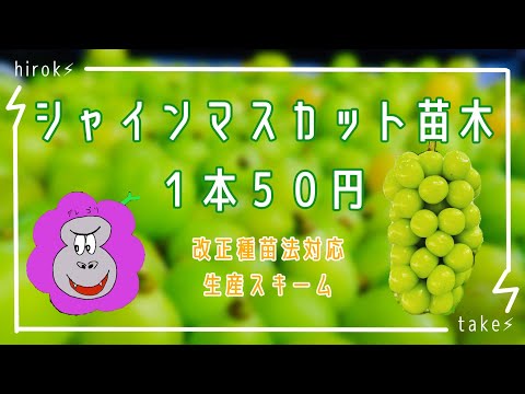 シャインマスカット苗木１本５０円生産スキーム(改正種苗法対応)