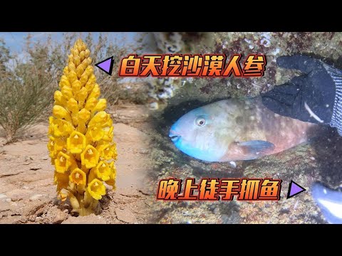 《Oman自驾》第23集：白天挖沙漠人参，晚上挑战徒手抓鱼 #肉苁蓉 #锁阳  #阿曼 #赶海 #抓龙虾 #潜水 #海鲜美食