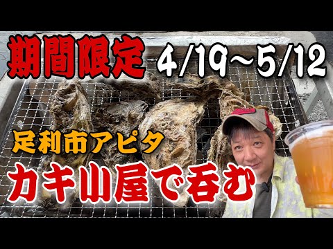 【緊急動画】4/19期間限定オープンの牡蠣奉行で呑む‼️「栃木県足利市アピタ駐車場」