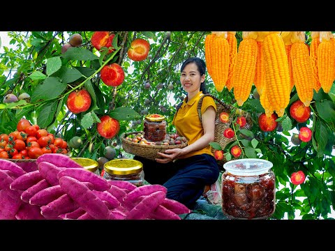 Harvesting Plums, Corn, Sweet Potato, Litchi, Mango, Jackfruit Go to the Market sell | Mai Nha Tranh