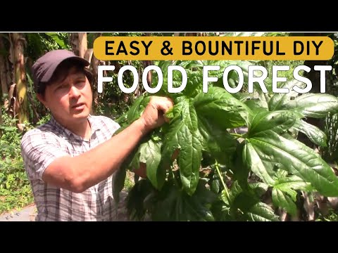 Florida Food Forest DIY: Grow Your Own Tropical Edible Garden Paradise