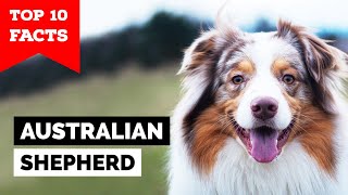 Australian Shepherd - Top 10 Facts