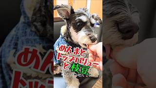 めんまとトップバリューと枝豆　#看板犬#しゃべる犬#ミニチュアシュナウザー#シュナウザー#めんま#面白い#犬#子犬#おもしろ#かわいい#話す犬#おやつ#トップバリュー#イオン#枝豆#大谷#デコピン