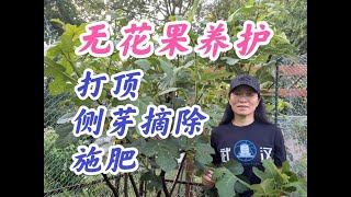 无花果结果期养护：打顶，摘心，侧芽摘除，结果期增加磷钾肥。（点击CC，观看字幕）