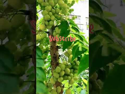 మా తోటలో రాసఉసిరి పంట #for star gooseberry lovers#stargooseberry