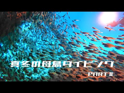 【ダイビング】真冬の小笠原諸島母島の海をご案内します　PARTⅡ