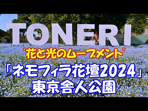 【4K】「ネモフィラ花壇2024」＠東京舎人公園