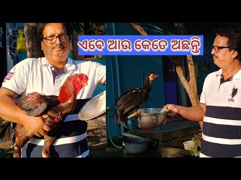 ଏବେ ଆଉ କେତେ ଅଛନ୍ତି👉Contact-9348286134@basanta_sir_kitchengarden#youtube#chicken