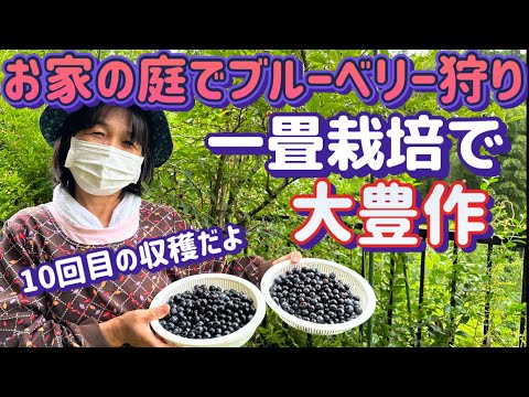 【楽しいブルーベリー栽培】過去最高の大豊作！たった一畳1本の樹で美味しさ100倍！スーパーフード