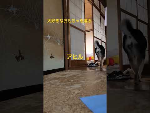 アヒル、ダンベルバージョン🐤大好きなおもちゃを運ぶ#保護犬 #多頭飼育崩壊 #保護犬を家族に #柴犬 #柴犬のいる暮らし