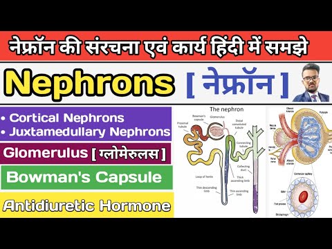 Nephrons in hindi | Structure of Neurone | Function of Nephrons | Types of Nephrons | Glomerulus