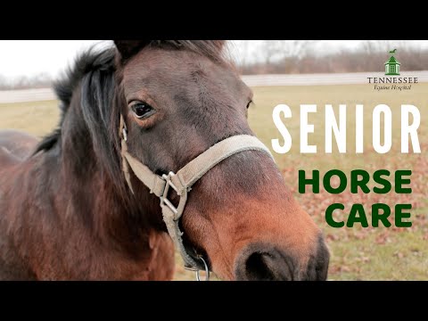 How to Care for Your Senior Horse