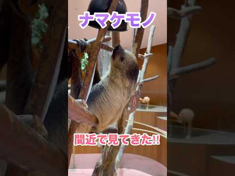 ナマケモノはホントに怠け者‼︎