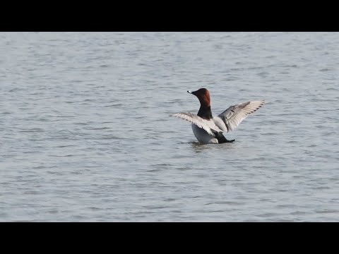 林邊鄉的紅頭潛鴨Pochard （2024-12-03）