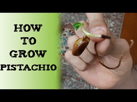 How to Grow Pistachio Trees 如何从坚果开始种植开心果树 पिस्ता कैसे उगाये Выращивание фисташек Germinar Pistacho