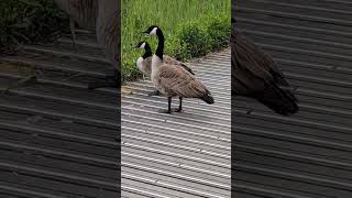 Beautiful Geese on the Boardwalk! 🦆 #WildlifeMoments #NatureLovers"Description