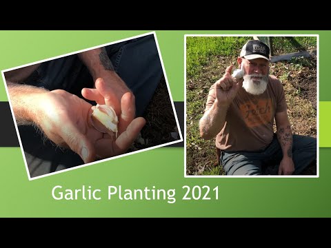 2021 Garlic Planting