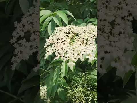 Found a New Foraging Spot #elderberry #wildfood #herbalmedicine