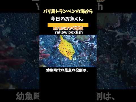 [ #ミナミハコフグ #幼魚 ] 黒点は、身を守る為のものだった!! #ダイバー に人気の #お魚 です!  yellow #boxfish in #bali #バリ島ダイビング #shorts