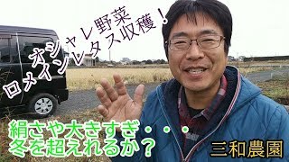 ロメインレタス収穫と絹さやの状況　NO94