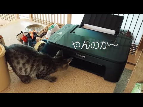 コピー機と猫