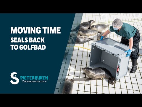 Moving time: Seals back to Golfbad