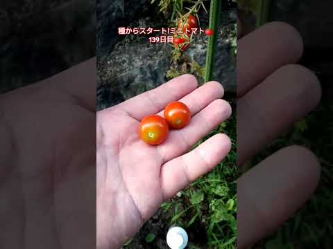 種からスタート!ミニトマト🍅139日目🍅 #shortsfeed #種から育てる #ミニトマト栽培