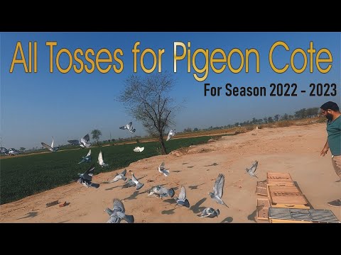 All tosses for the session 2022 - 2023 are for direct pigeon racing from Waleed Loft.