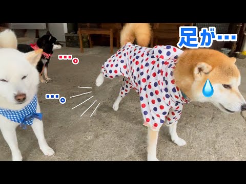 久しぶり着たカッパでこうなる柴犬かわいい