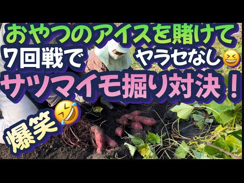 【楽しい家庭菜園】サツマイモ掘りが対決に！最後まで勝負はわからない！愉快な2人で笑いが絶えない楽しい対決になりました！