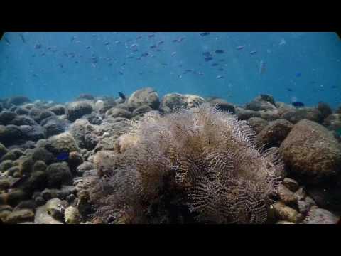 「Fun Diving! 大瀬崎 門下&先端」TG-Tracker