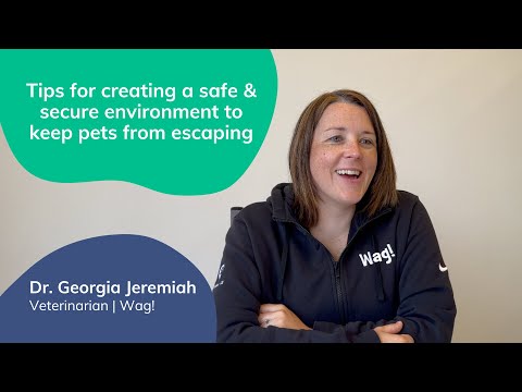 Tips to Create a Safe & Secure Environment | Lost Pet Prevention with Dr. Georgia