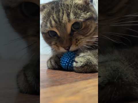 evening ball games #cat #cats #cutespets #funnypets #catlover #funnyshorts #catshorts