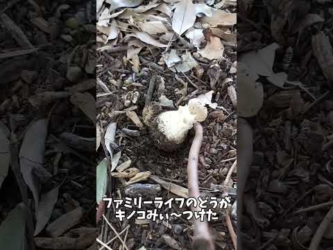 【公園】キノコがニョッキ！！キノコをツンツン！！何のキノコかなぁ？【我が家の日常】 #shorts