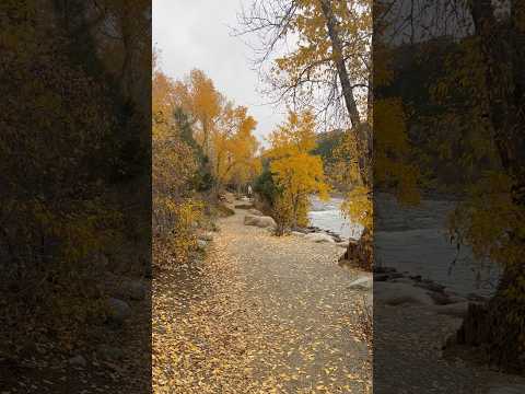 Today on the Homestead: Gorgeous Fall Colors in Colorado | River Walk & Nature Sounds  #shorts