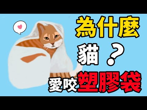 貓為什麼愛咬塑膠袋？跟這5點原因有關！