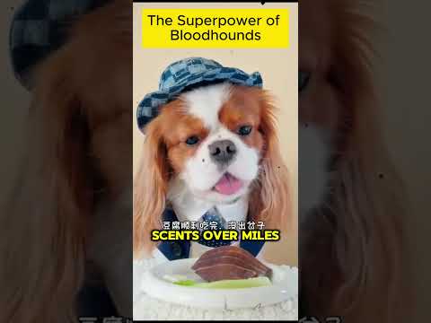 The Superpower of Bloodhounds #pets #doglovers #animals #shorts #trending